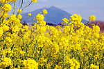 筑波山と菜の花春