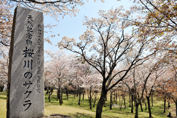 桜川のさくら