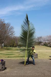 大きい葉っぱココヤシ