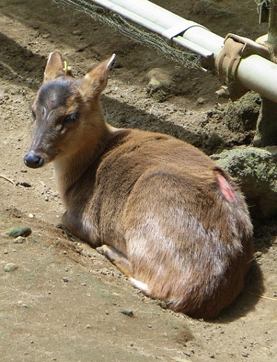 キョン