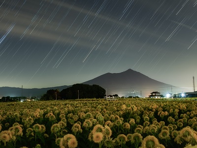 星降る夜の明野のひまわり （筑西市）