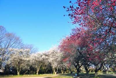 光國山梅香院東持寺