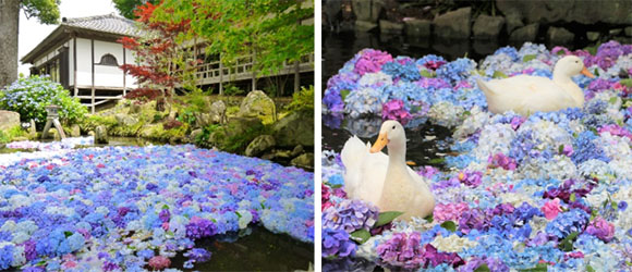 雨引観音のあじさい祭、あじさいの池、水中華