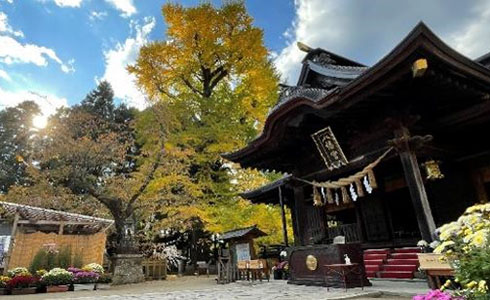 水戸八幡宮の大銀杏