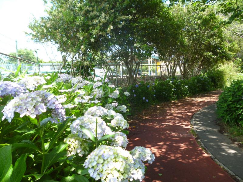 遊歩道の紫陽花の写真