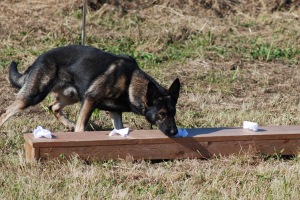 写真：臭気選別活動をしている警察犬