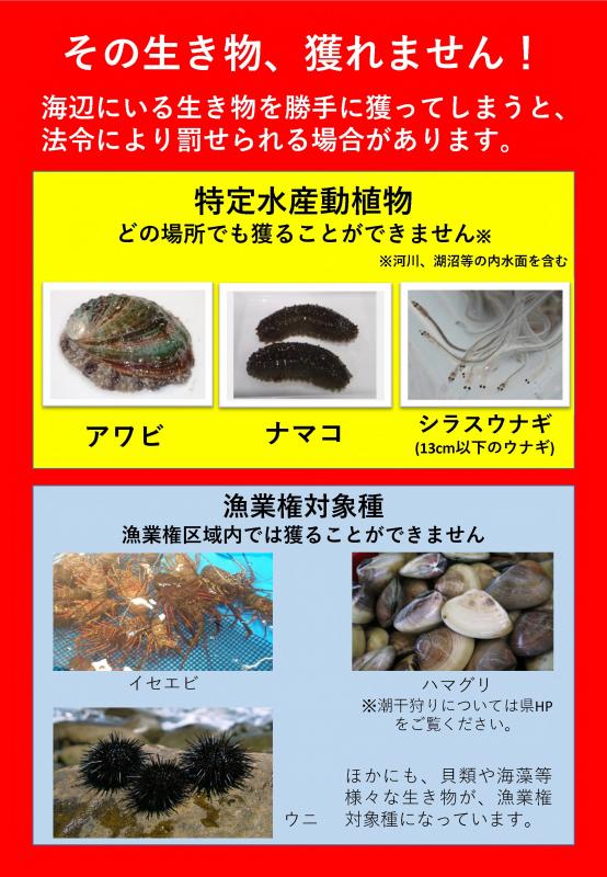 その生き物とれません