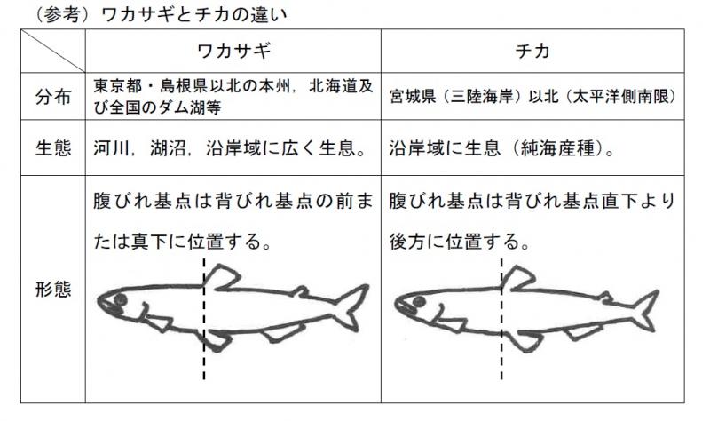 ワカサギとチカの違いについて