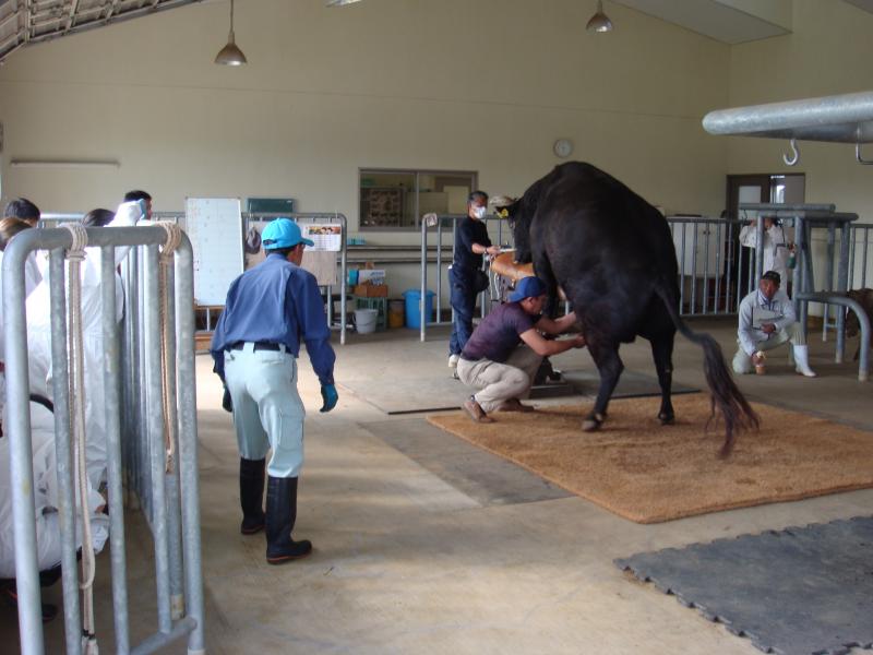 肉用牛研究所見学