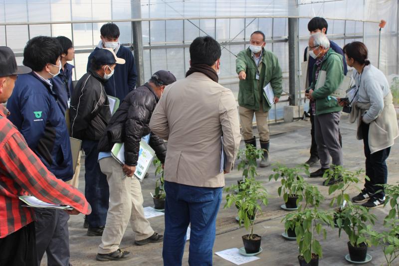 写真2　施肥量の違いによる日焼け果発生試験検討の様子