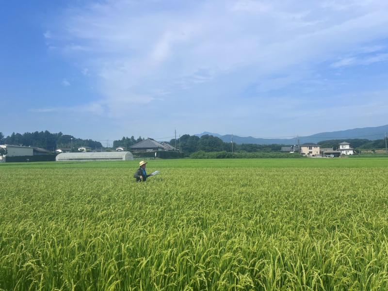 採種ほ場審査の様子