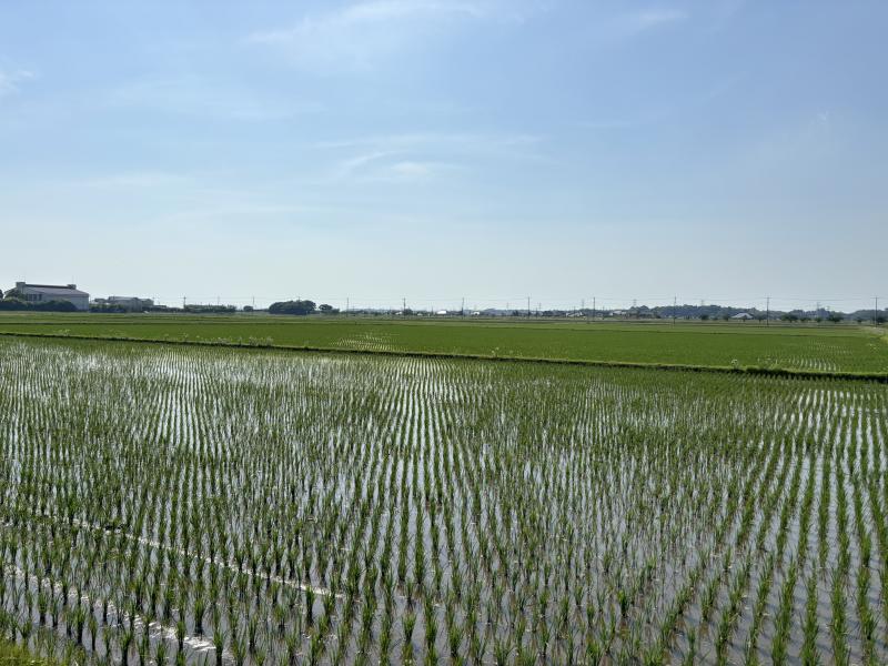 田植え後の田んぼ