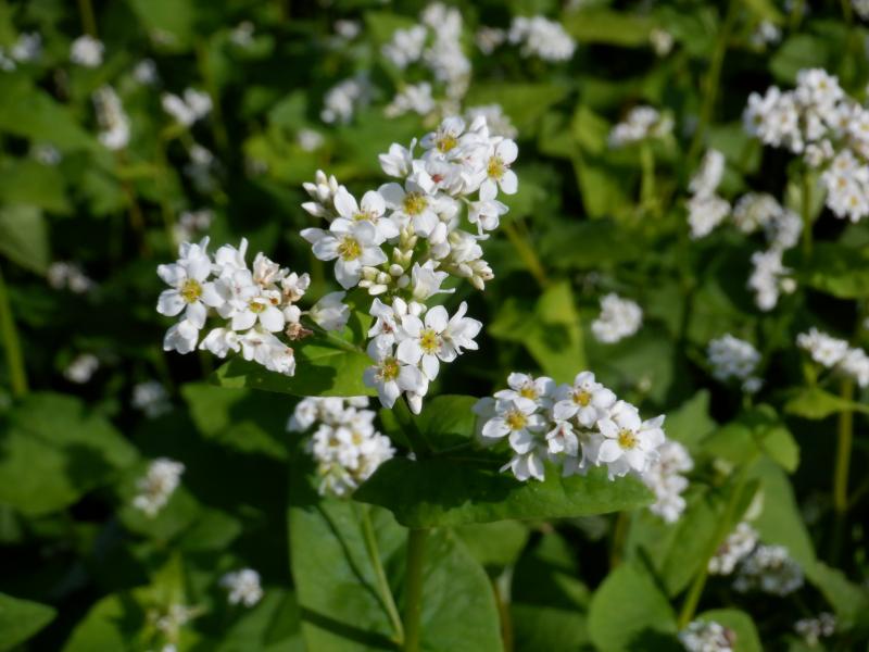 そばの花