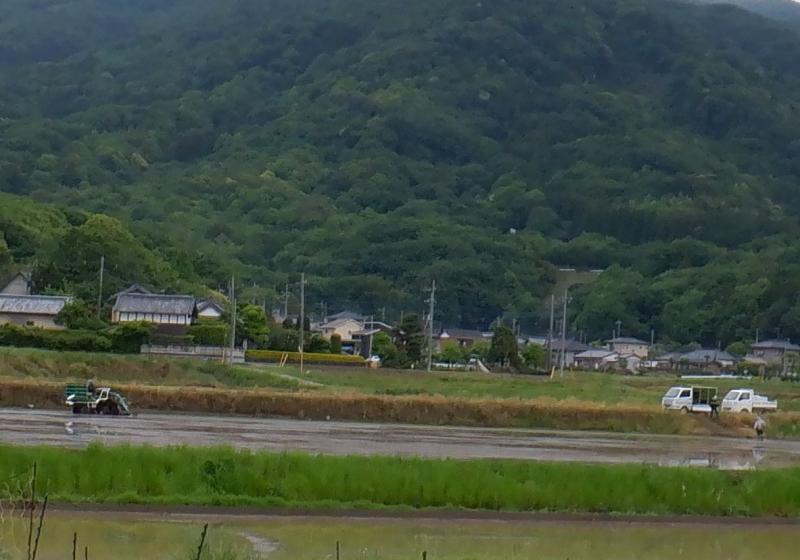 田植え