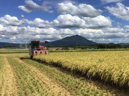 筑波山に見守られながら進む稲刈り