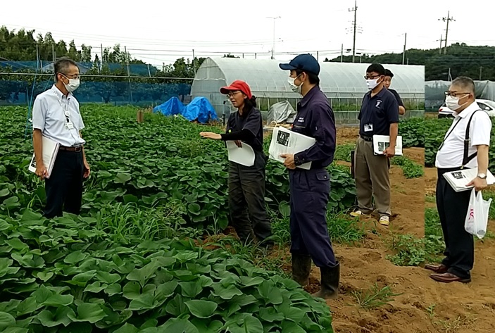 下妻市かんしょ協議会で現地検討会