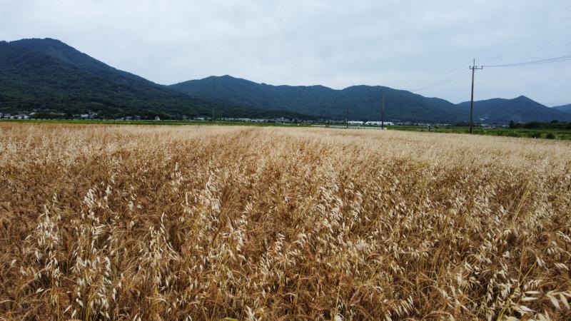 カラスムギ発生圃場の様子