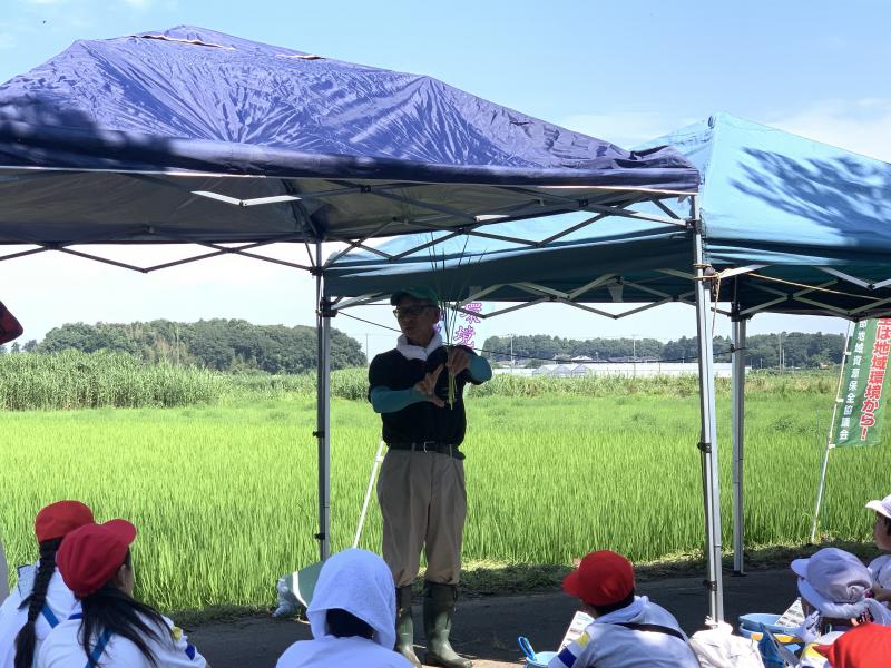 幼穂長の確認