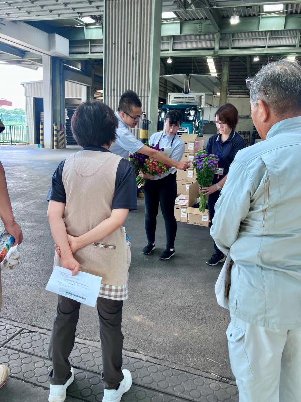 アスターの出荷状態を確認する生産者