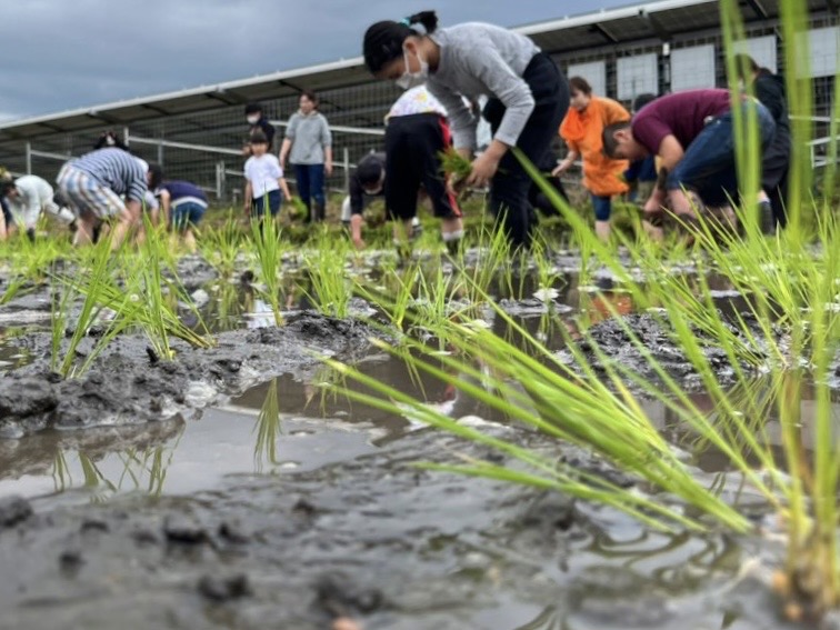 田植え体験