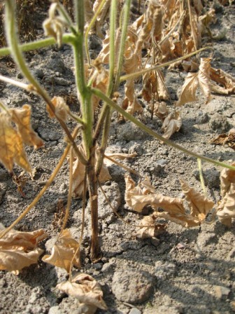 ダイズ茎疫病による茎の褐変症状