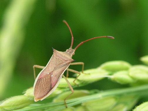 ホソハリカメムシ成虫