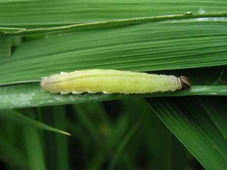 イネツトムシ幼虫