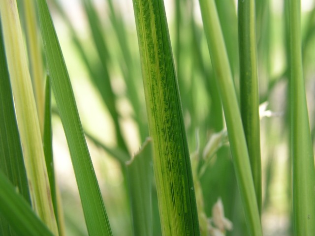 葉の退緑症状