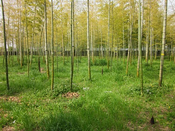 写真、手入れの行き届いた竹林の様子