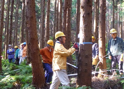 写真、残す木にテープを巻く様子