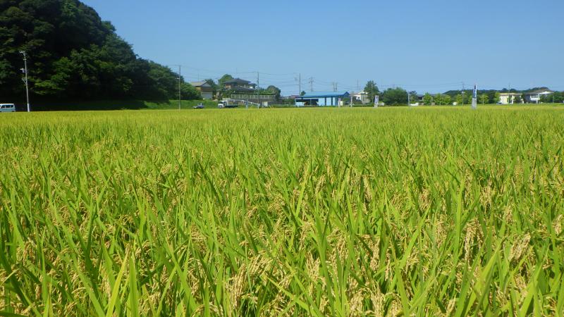 圃場の様子