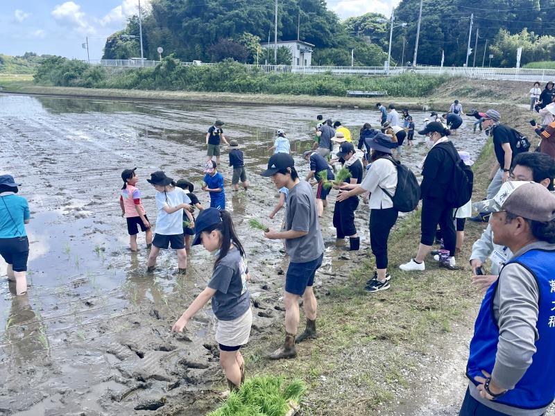 田植え様子