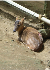 キョンの写真