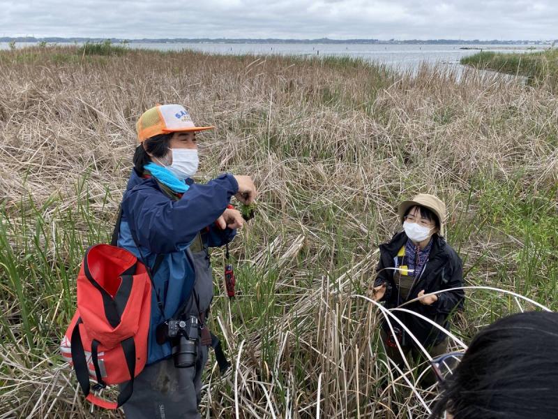 写真、オオバナミズキンバイ防除の様子2